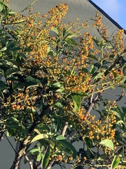 Heptapleurum arboricola