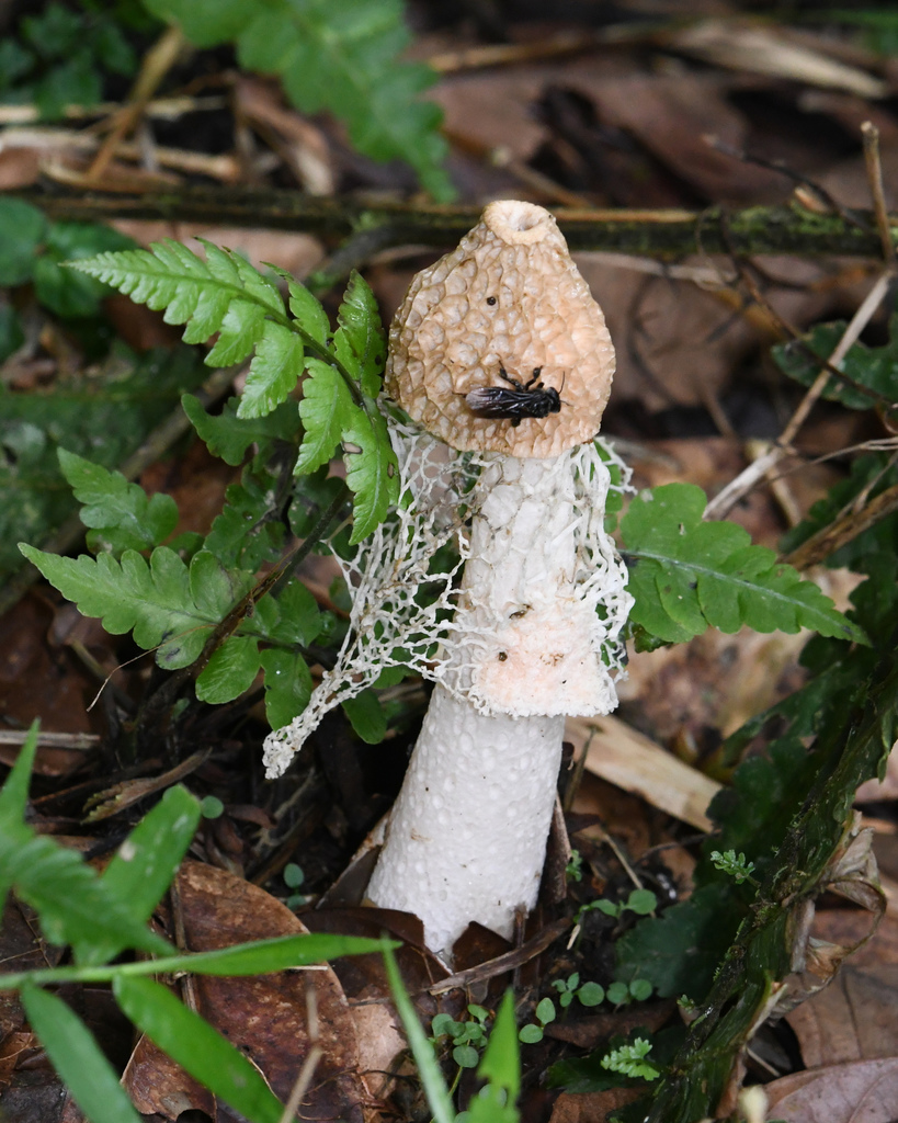 Phallus indusiatus · November 2021 · photo: © rogerritt (iNaturalist, cc-by-nc)