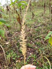 Setaria scheelei