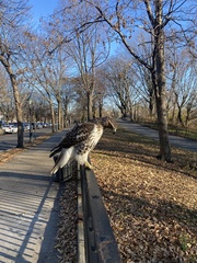 Buteo jamaicensis