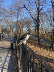 Buteo jamaicensis