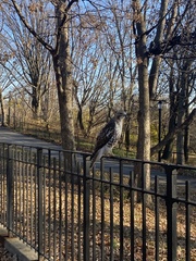 Buteo jamaicensis