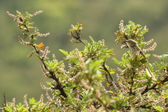 Prinia hypoxantha
