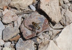 Exhyalanthrax muscarius