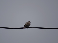 Streptopelia decaocto