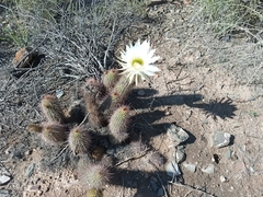 Trichocereus strigosus