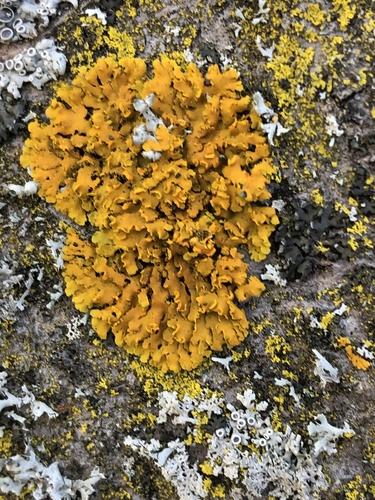 Hooded Sunburst Lichen