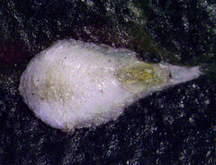 Anoplaspis metrosideri