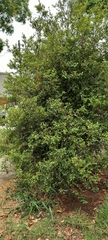 Syzygium smithii