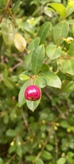 Syzygium smithii