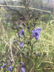 Rotheca louwalbertsii