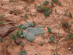 Brunsvigia bosmaniae