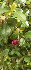 Syzygium smithii