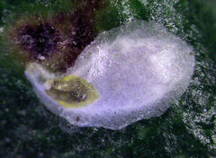 Anoplaspis metrosideri