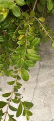 Syzygium smithii