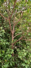 Syzygium smithii