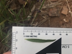 Rotheca louwalbertsii