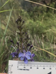 Rotheca louwalbertsii