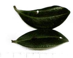 Anoplaspis metrosideri