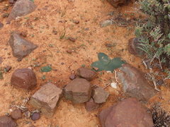 Brunsvigia bosmaniae
