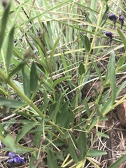 Rotheca louwalbertsii