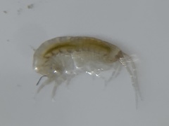 Hyaloidea
