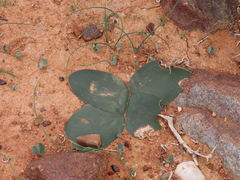 Brunsvigia bosmaniae