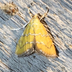 Xanthophysa psychicalis