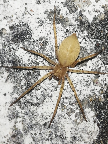 Anyphaena numida