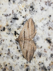 Costaconvexa polygrammata