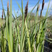 Greater Pond-Sedge - Photo (c) Олександр Гриб, some rights reserved (CC BY-NC), uploaded by Олександр Гриб