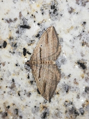 Costaconvexa polygrammata