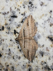 Costaconvexa polygrammata