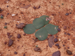 Brunsvigia bosmaniae