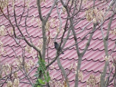 Turdus merula