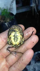 Hydromedusa tectifera