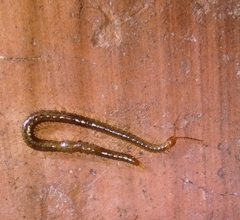 Geophilus carpophagus