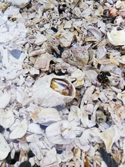 Austromegabalanus psittacus