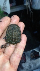 Hydromedusa tectifera