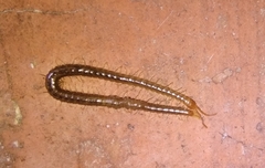 Geophilus carpophagus