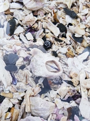 Austromegabalanus psittacus