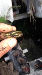 Hydromedusa tectifera