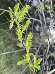 Salix caroliniana