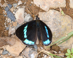 Diaethria neglecta