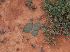 Brunsvigia bosmaniae