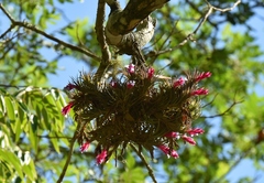 Tillandsia tenuifolia