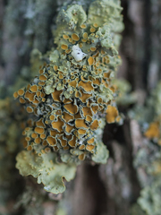 Xanthoria parietina