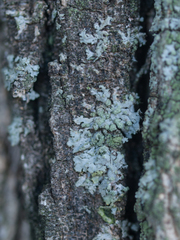 Phaeophyscia orbicularis