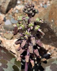 Ledebouria ensifolia