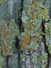 Xanthoria parietina